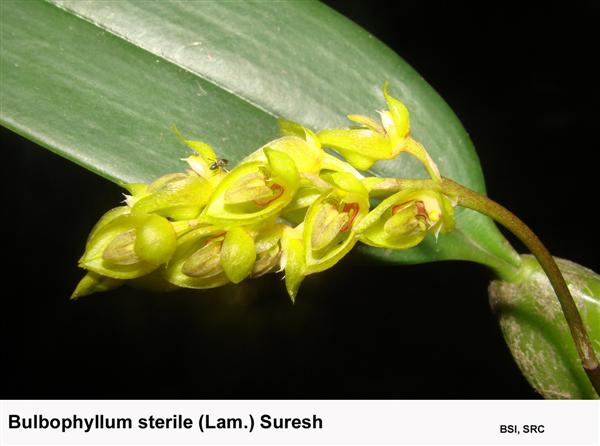 Bulbophyllum sterile (Lam.) Suresh